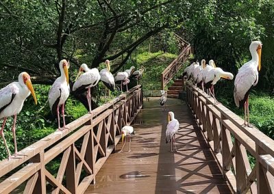 KL Bird Park