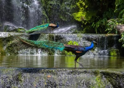 KL Bird Park