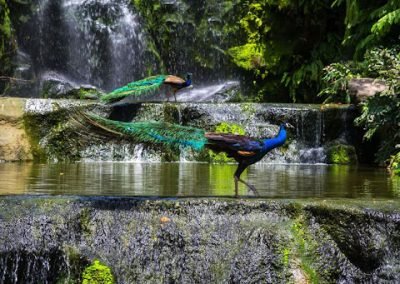 KL Bird Park